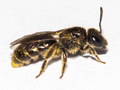 Lasioglossum pauxillum